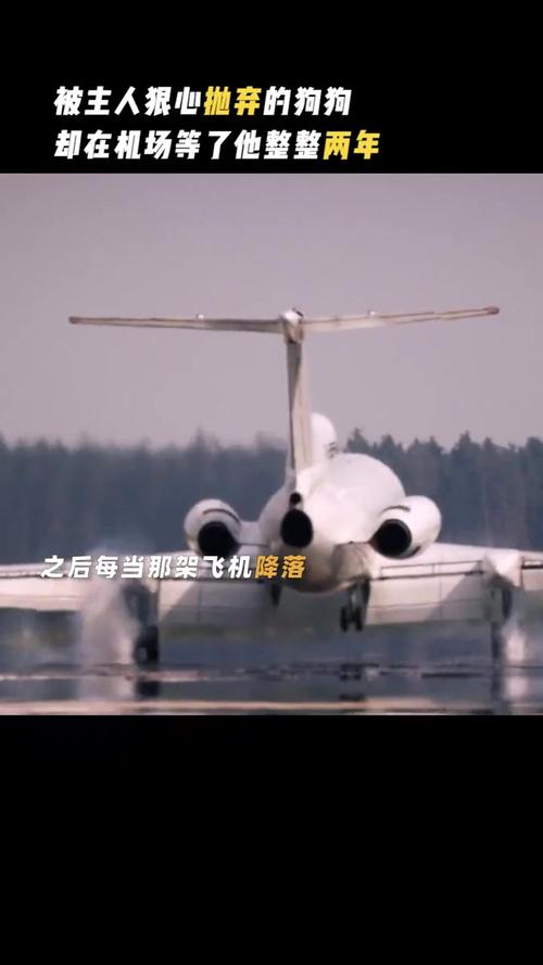 狗狗在机场等主人——一份超越语言的守候